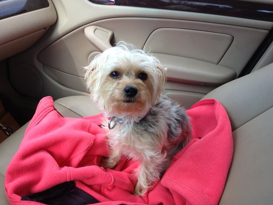 Yorkiepoo puppy sitting on top of a pink sweater inside the car