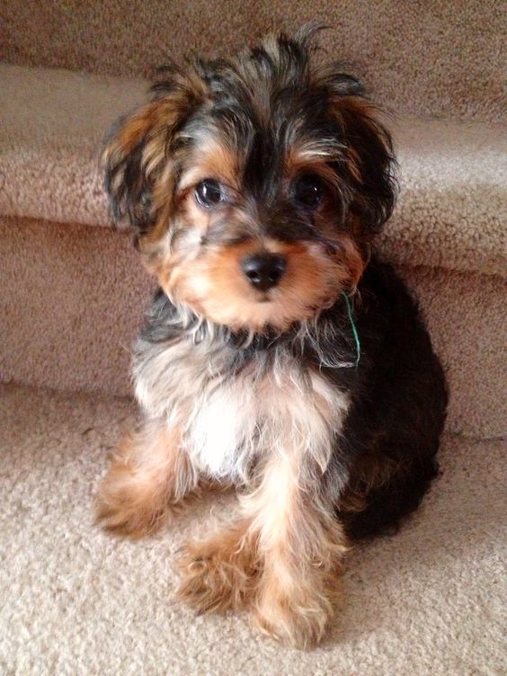 cute Yorkiepoo sitting on the stairs