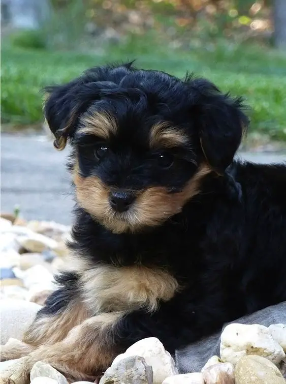  Cute Yorkie-Poo puppy resting on the rocks in the garden