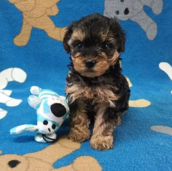 sitting Yorkiepoo beside its blue dog stuffed toy