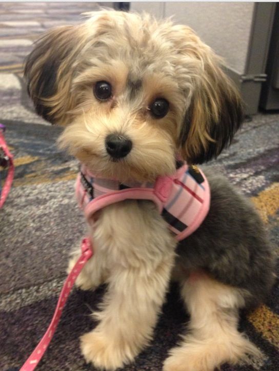 smiling adorably Yo-Yopoo puppy while sitting on the floor