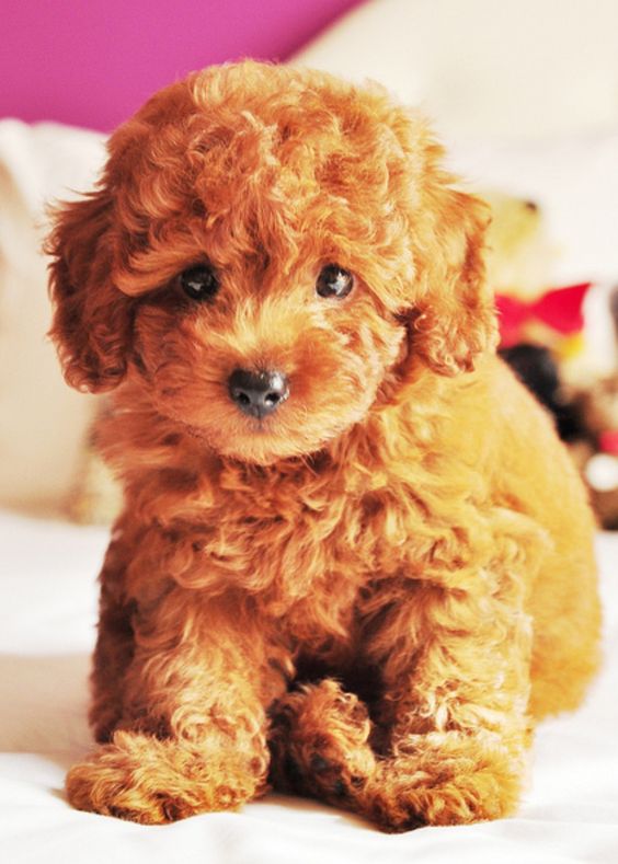 Yo-Yopoo dog with curly brown hair and adorable eyes sitting on the bed