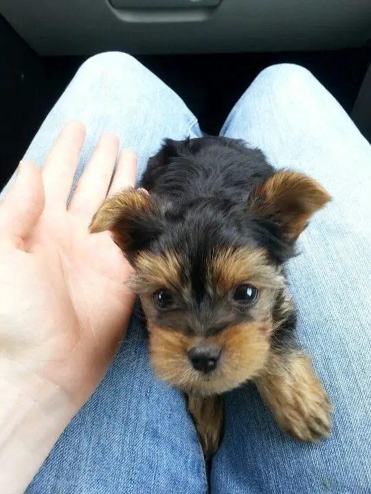 little Yorkiepoo puppy on its owners lap inside the car