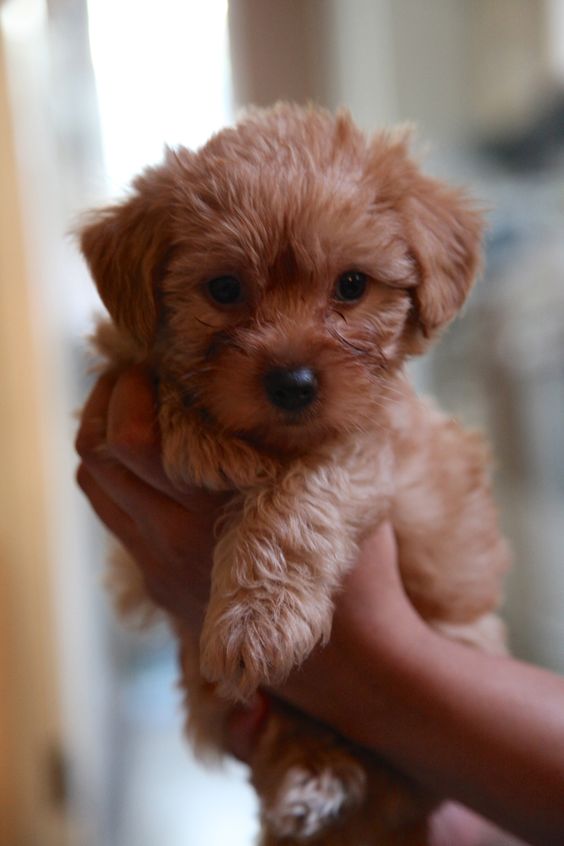holding a cute brown Yorkiedoodle