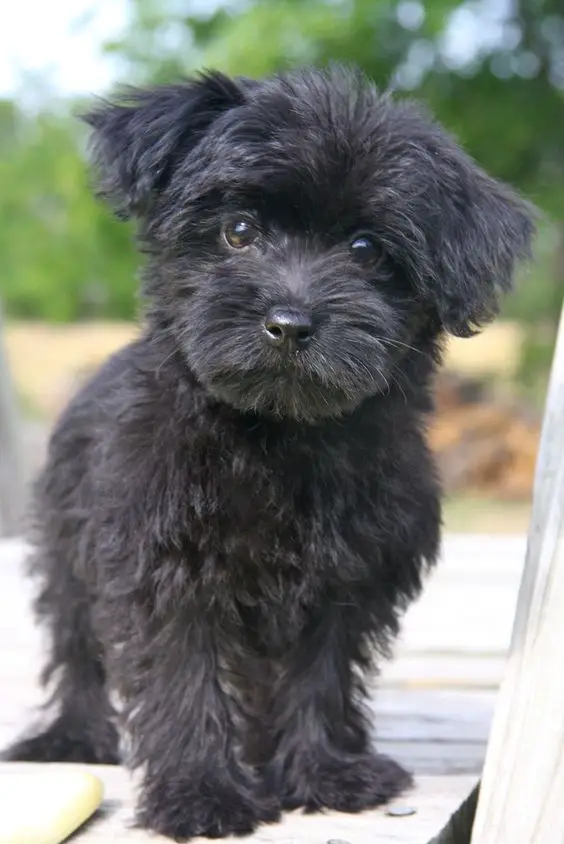 black Yorkiedoodle puppy staring