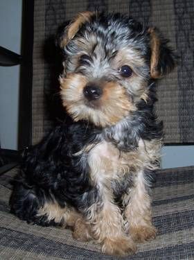 Yorkiepoo with curly short hair while sitting on a chair