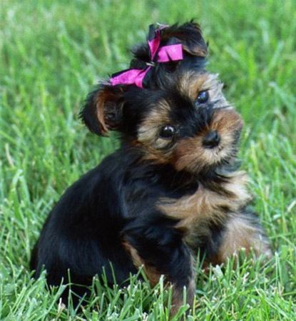 cute Yorkiepoo puppy sitting on the green grass