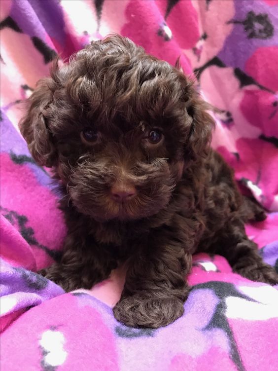 brown Yorkiepoo with curly medium length hair