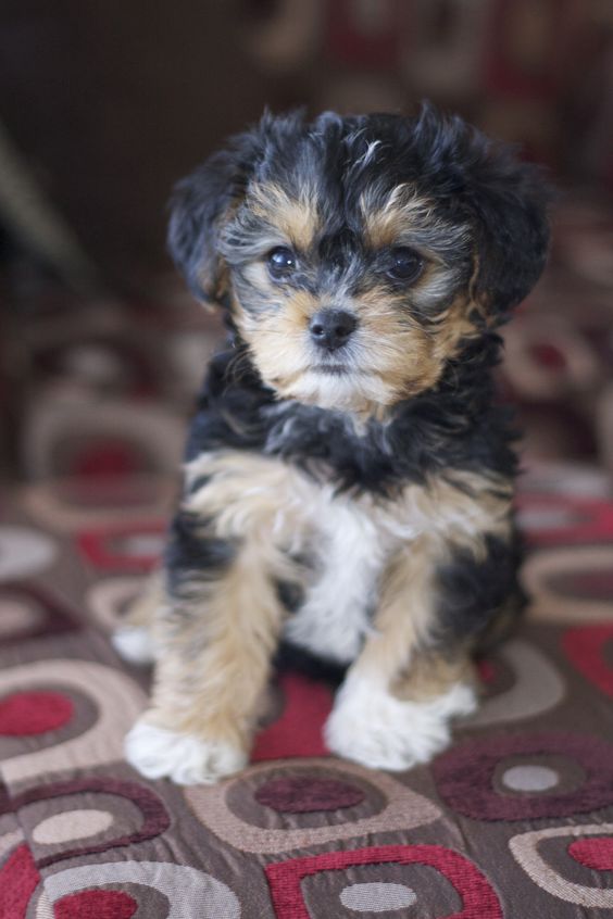 little brown Yorkiepoo puppy