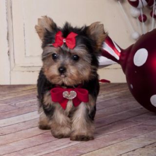 cute Yorkiepoo with cute ribbon on top of its head and neck while walking indoors