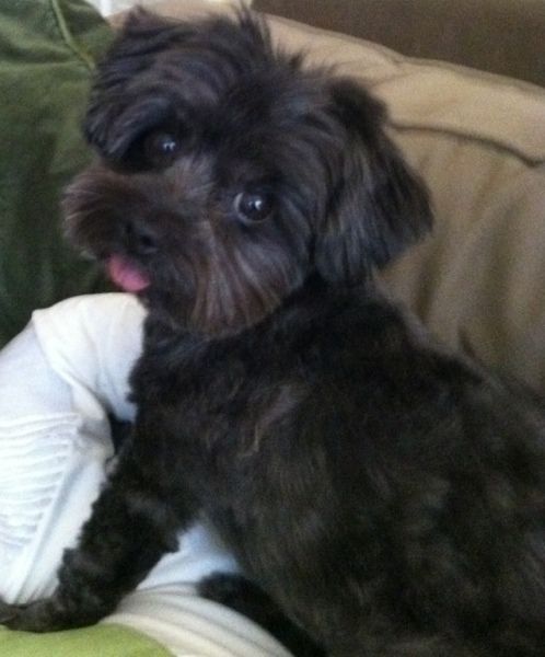 black Yorkiepoo puppy sitting on the couch with its tongue sticking out