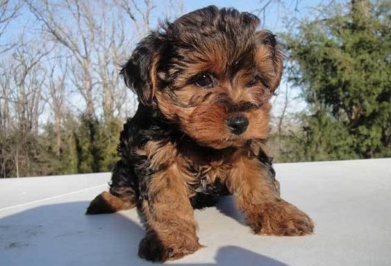 yorkshire terrier and poodle mix