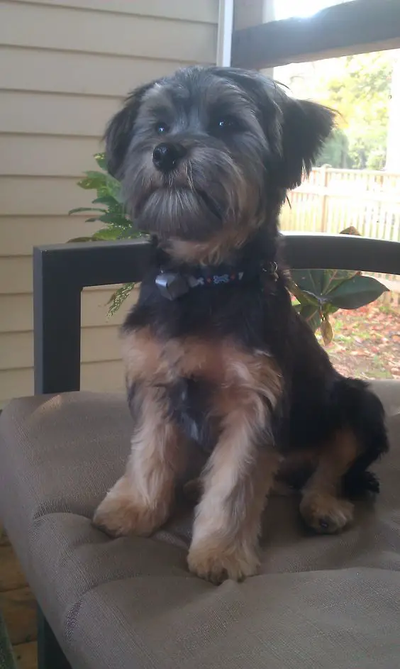  Yorkshire Terrier Poodle Mix sitting on the chair