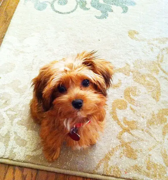 little Yorkipoo sitting on the carpet with its begging face
