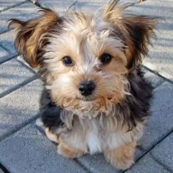 cute smiling Yorkiepoo puppy sitting on the ground