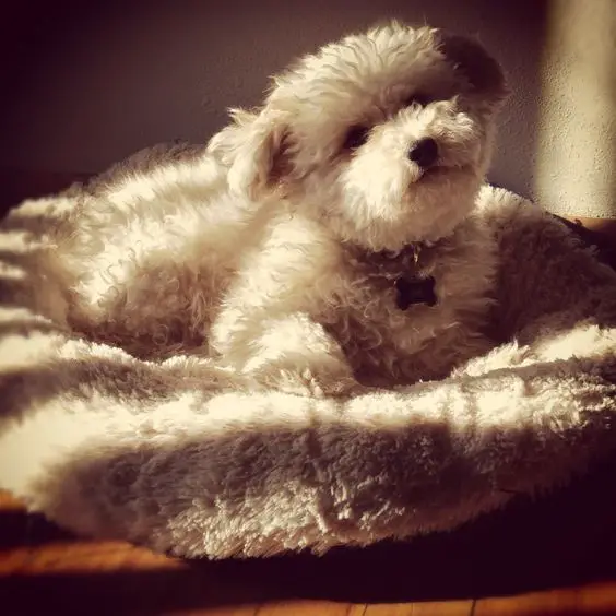  Yorkipoo dog resting on its fluffy bed