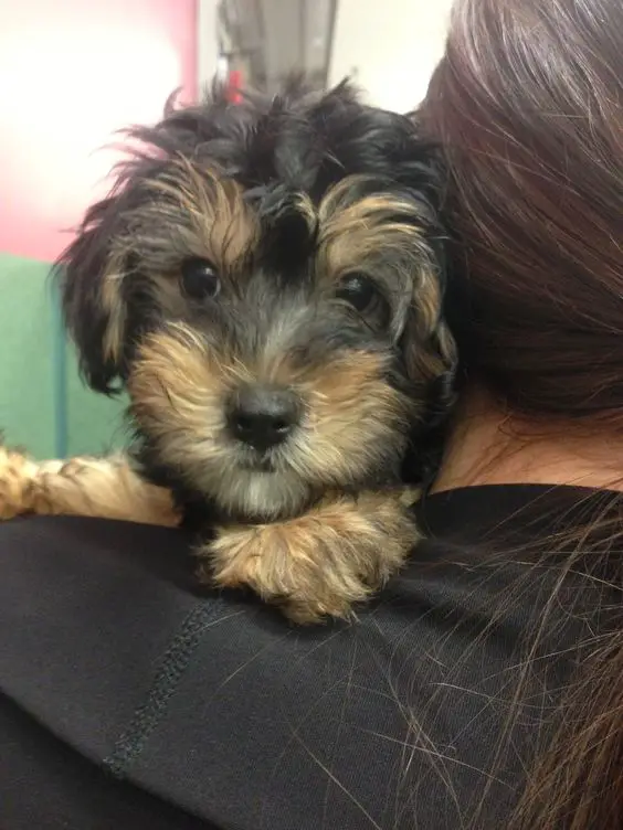 Yorkie-Poo's face in its owner's shoulders