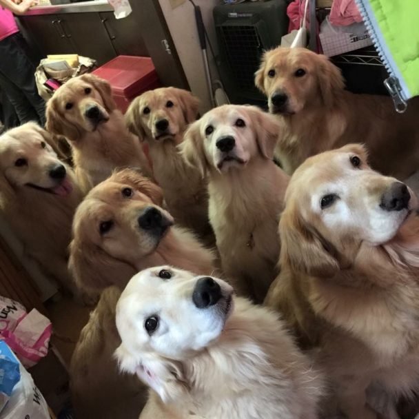 18 Foods Your Golden Retriever Should Never Eat The Paws