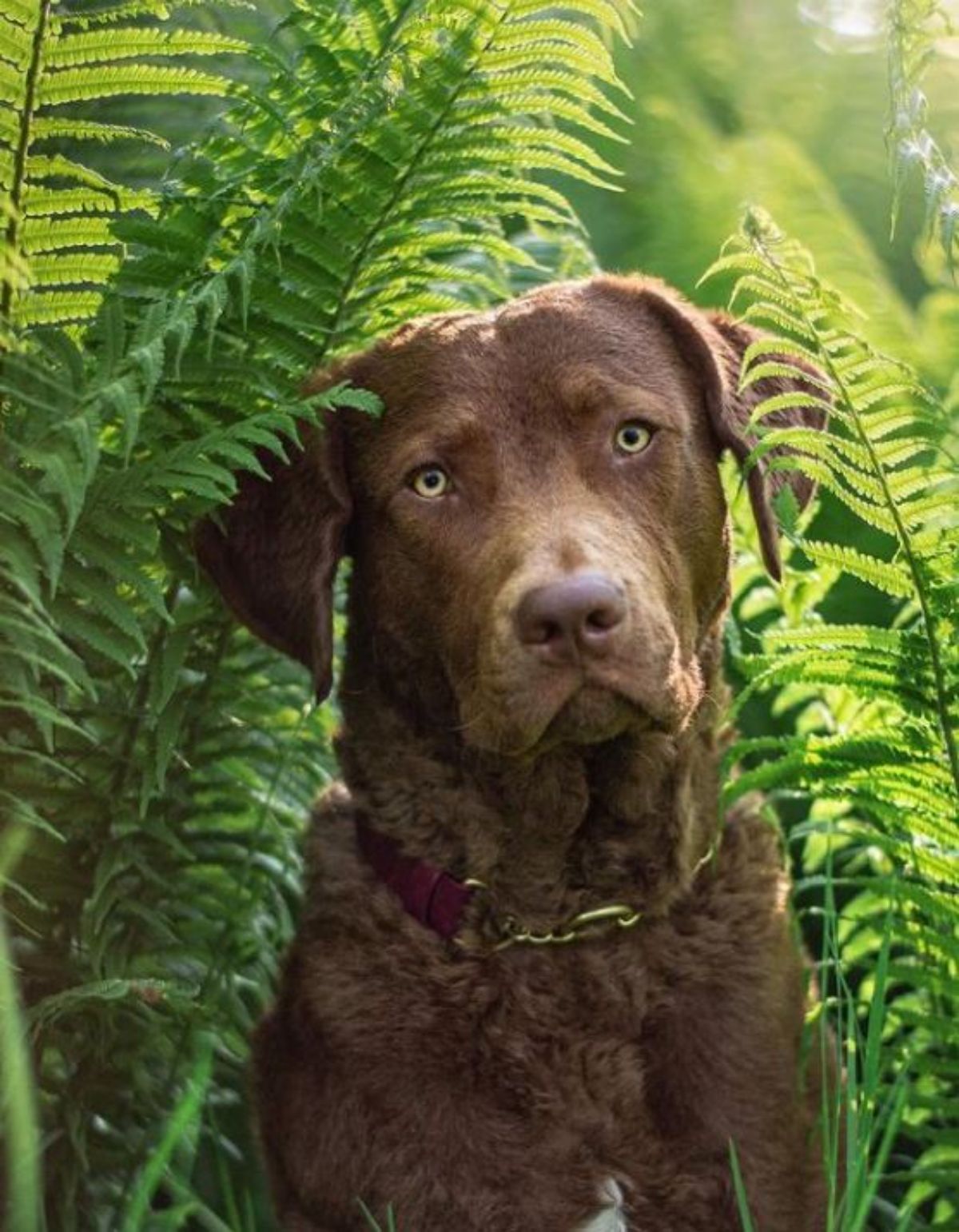 Chesapeake Bay Retriever in the middle of the green leaves with its sad face