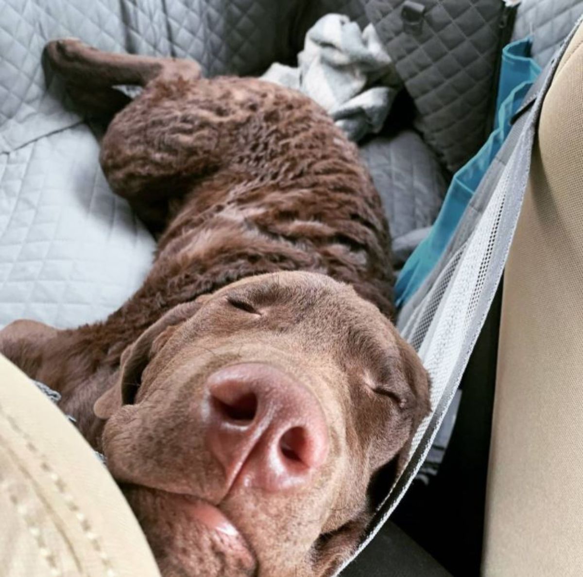 close up phot of the face of a sleeping Chesapeake Bay Retriever inside the car