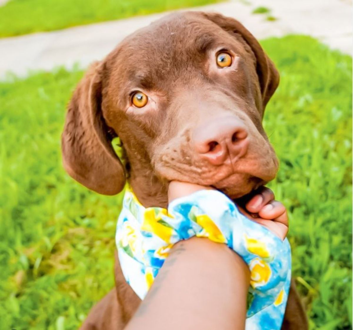 hand of lady touching the chin of a Chesapeake Bay Retriever dog