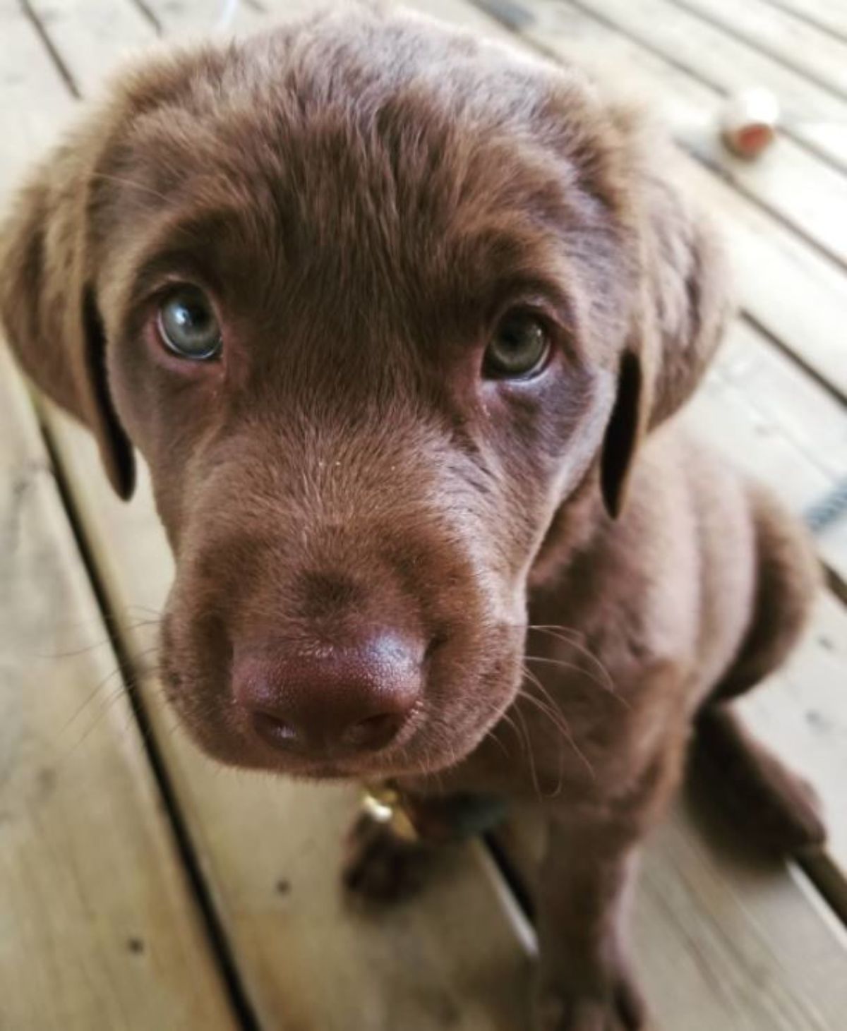 Chesapeake Bay Retriever puppy sitting on the wooden floor with its sad eyes