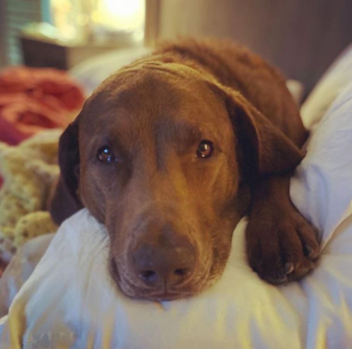 Chesapeake Bay Retriever lying down on the bed with its sad eyes
