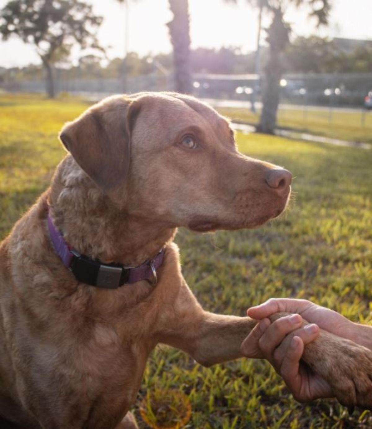 a person handshaking a Chesapeake Bay Retriever dog while its looking at him