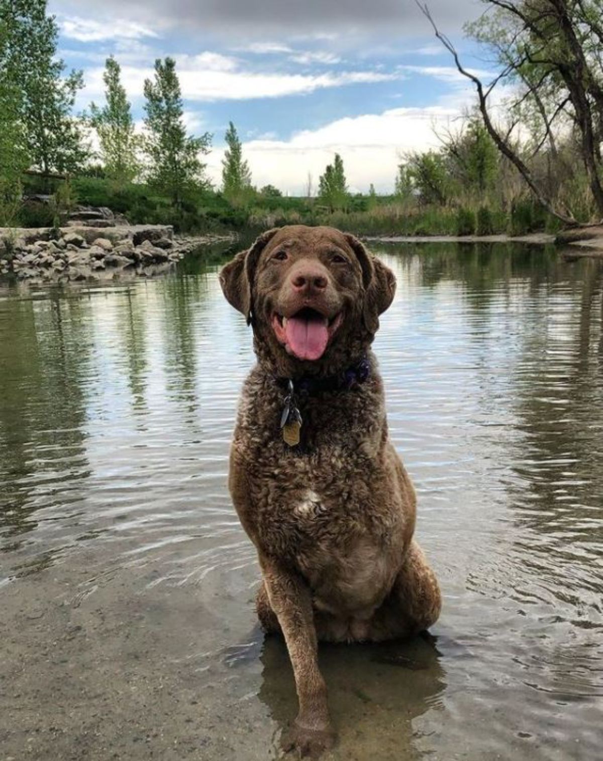 a smiling Chesapeake Bay Retriever dog sitting in the water at the edge of the lake