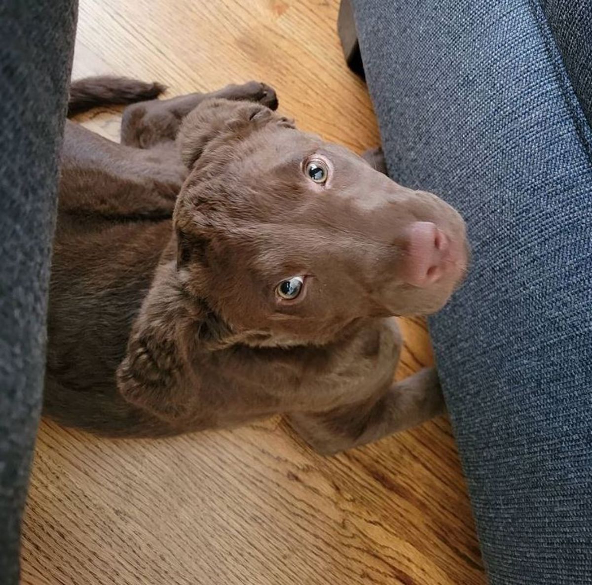 Chesapeake Bay Retriever puppy lying down on the floor while looking up with its begging eyes