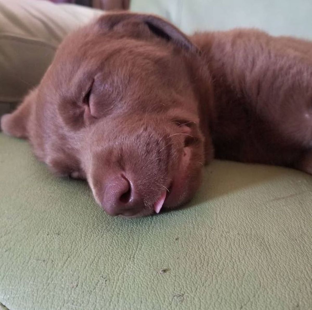 Chesapeake Bay Retriever dog lying on the couch sleeping soundly