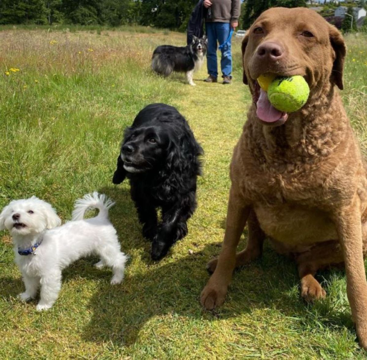 Chesapeake Bay Retriever sitting on the green grass with a ball in its mouth with other dogs at the park