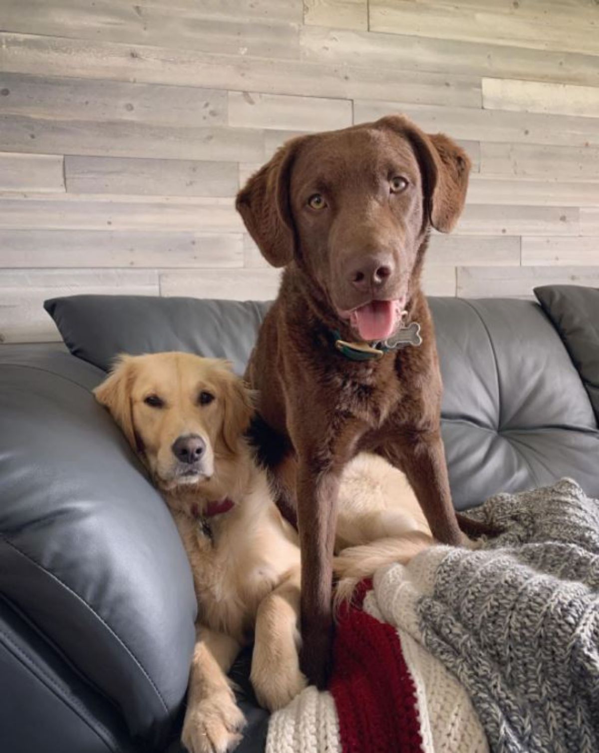 Chesapeake Bay Retriever dog sitting on the couch beside a Golden Retriever dog