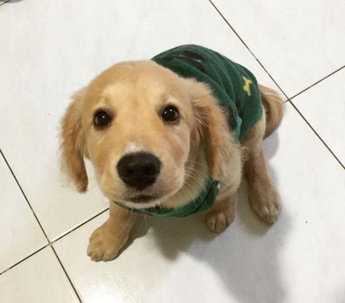 cute golden spanador puppy sitting on the floor wearing its green sweater