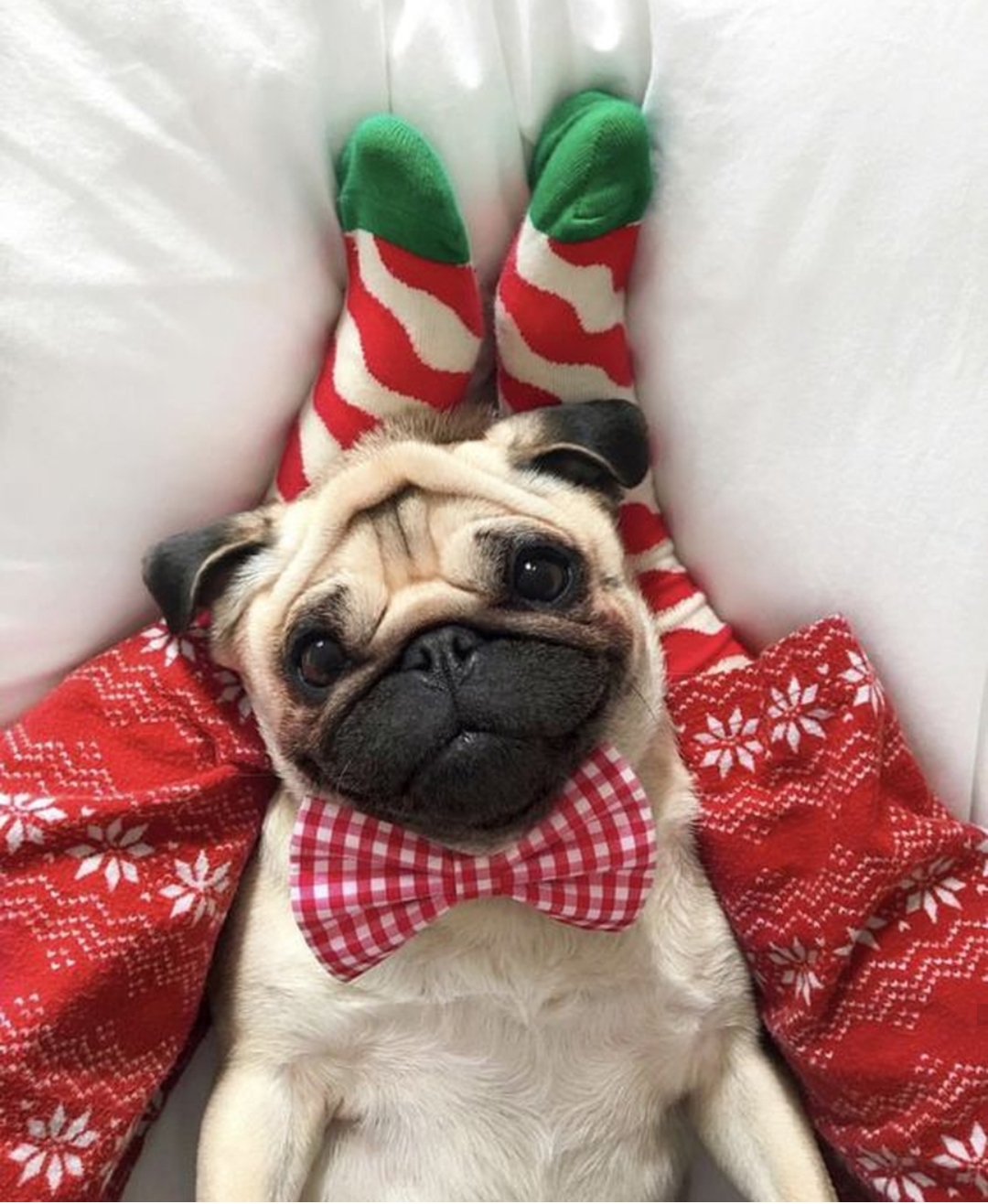 Pug smiling sweetly while wearing a checkered red bow tie while lying in between the legs of a woman wearing a christmas socks and pajamas on the bed