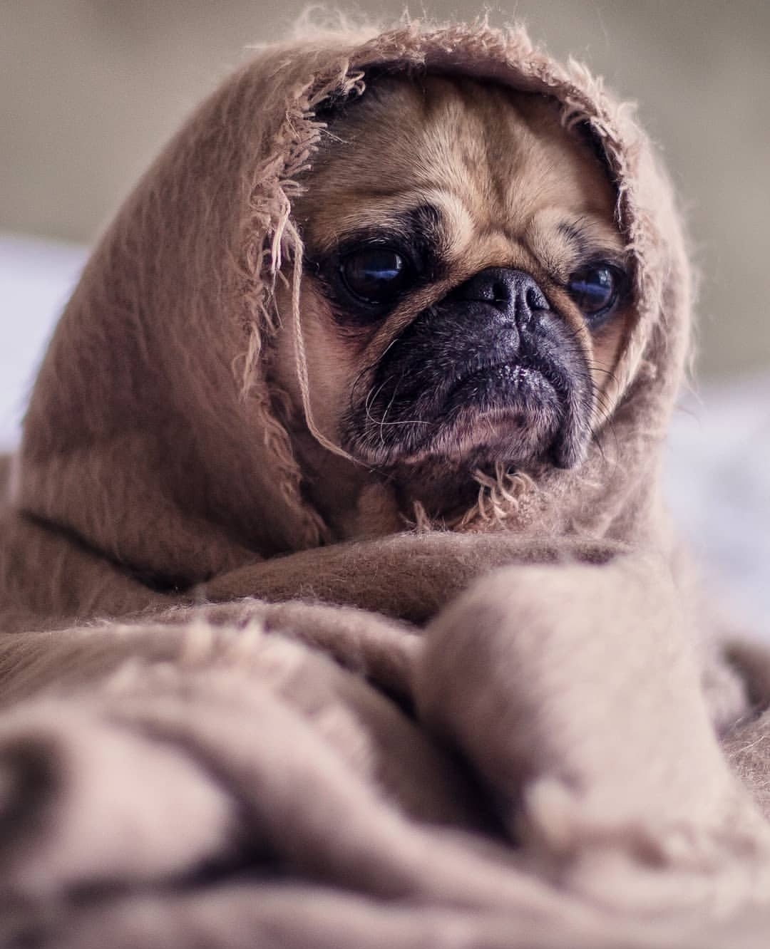 Pug wrapped in a brown blanket while lying on the bed