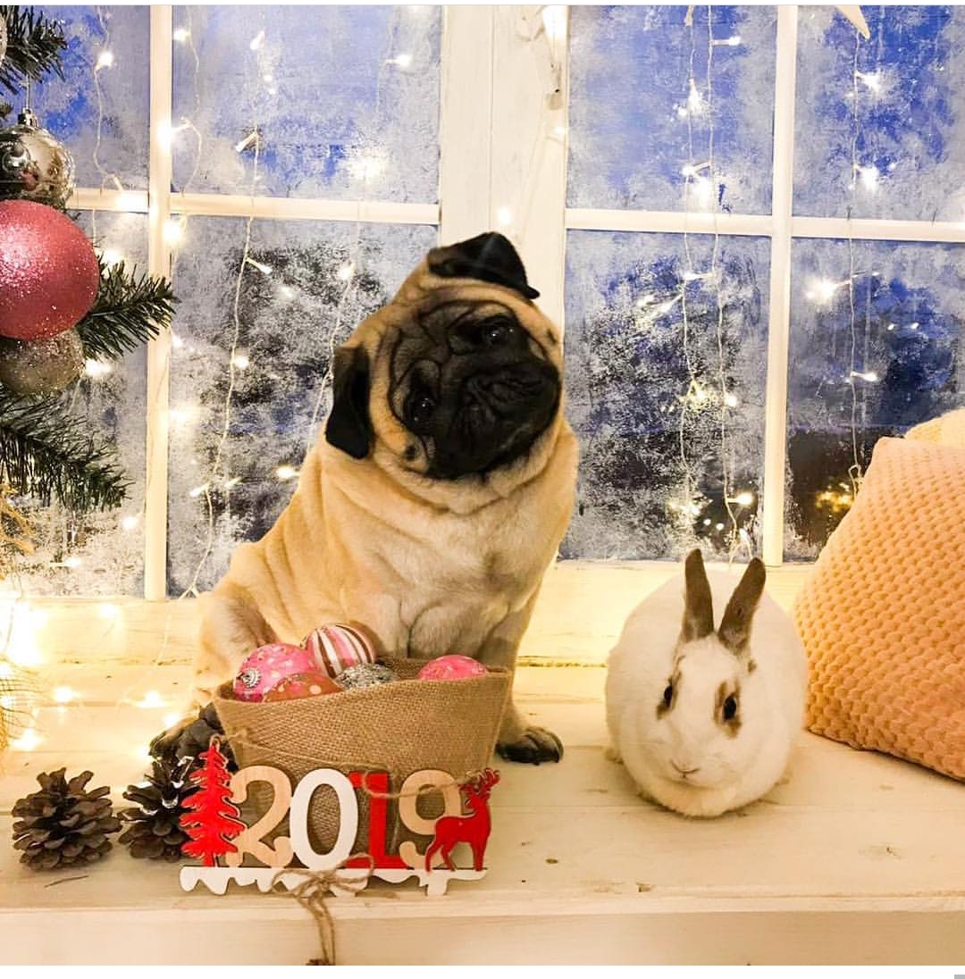 Pug sitting with a rabbit by the windowsill with frost and christmas lights behind a basket filled with christmas balls and a sign 