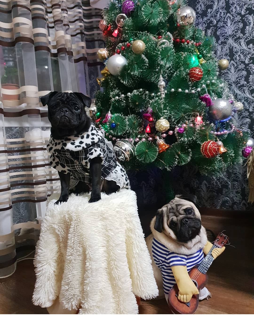 two Pug in front of the chrismtas tree in their cute oufit