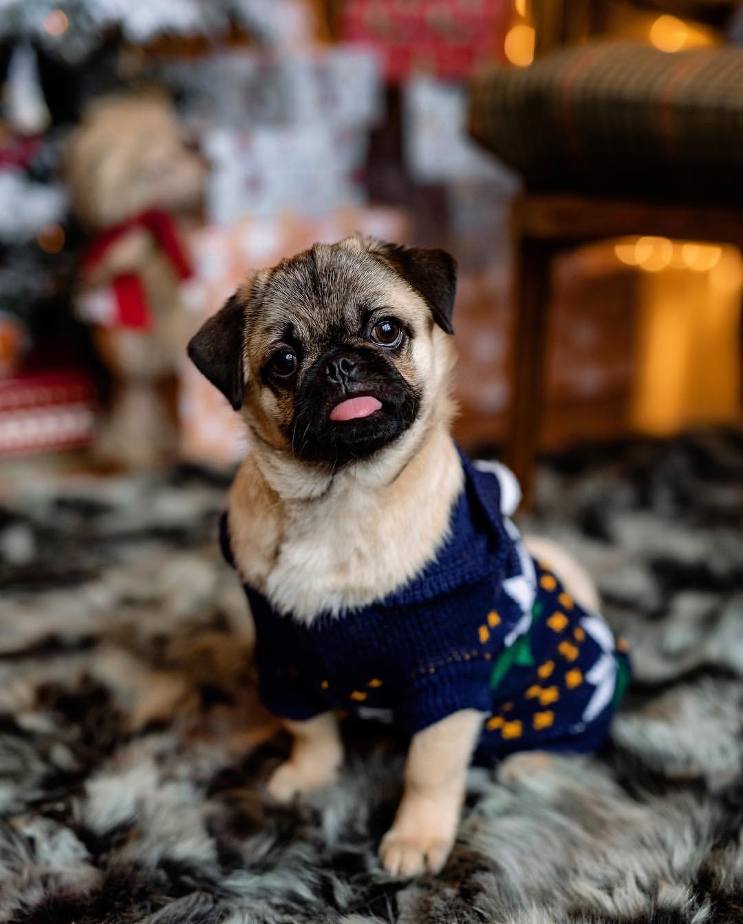 Pug wearing a sweater while sitting on the carpet with its tongues slightly out