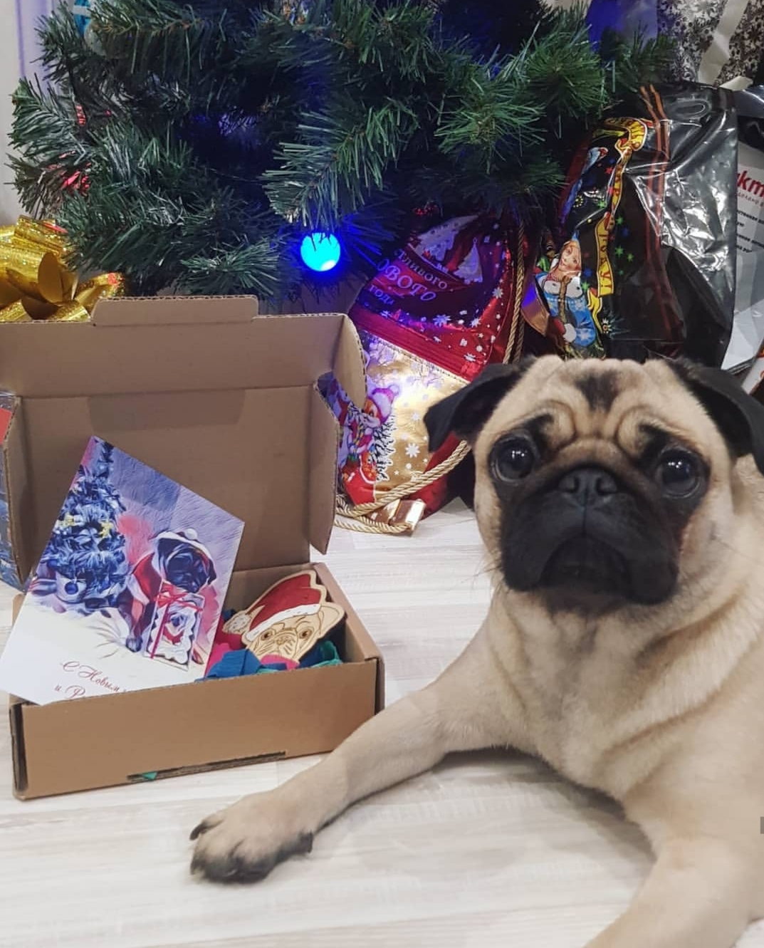 Pug lying on the floor under the christmas tree next to a box filled with photos of its face