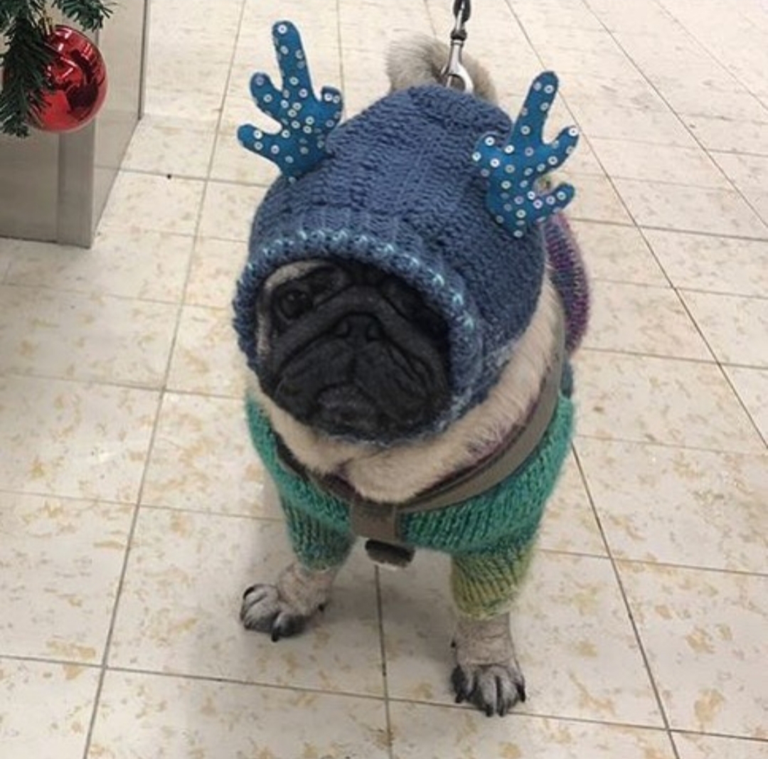 Pug in is reindeer hooded sweater while standing on the floor with its sad face