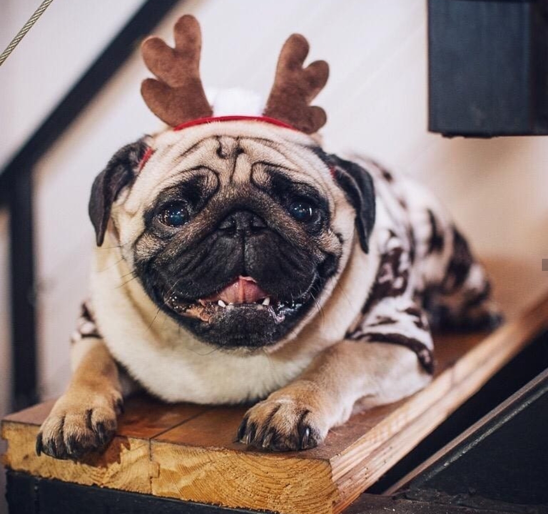 a smiling Pug wearing a reindeer headpiece while lying down on top of the wooden stair