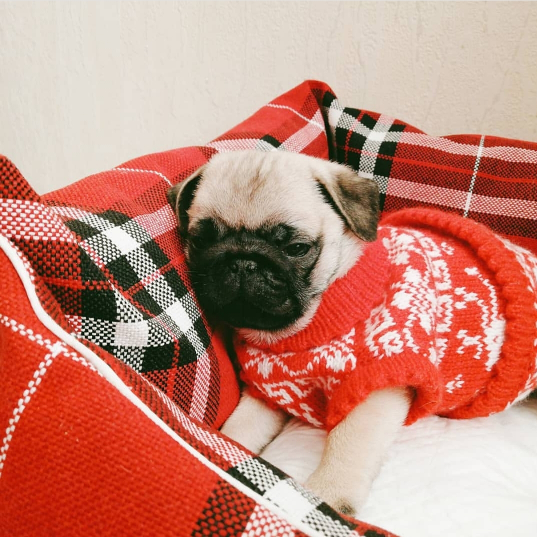 sleepy Pug wearing its holiday sweater while lying on its bed