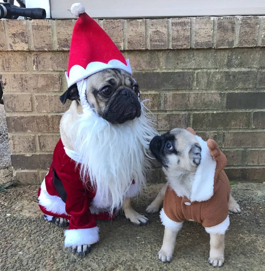 Pug sitting on the ground wearing a Santa Claus costume while a Pug puppy in its reindeer costume staring at him