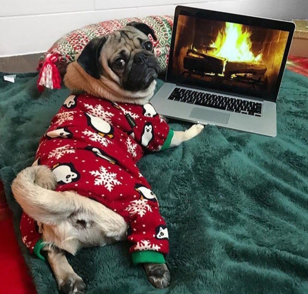 Pug lying on the bed in its holiday one piece while facing the laptop showing a fire place on the screen