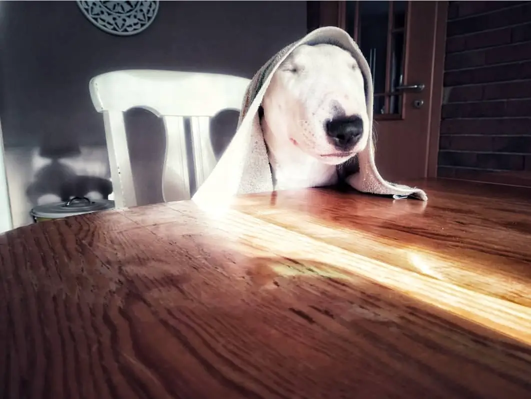 Bull Terrier sitting across the table with a towel on top of its head while closing its eyes