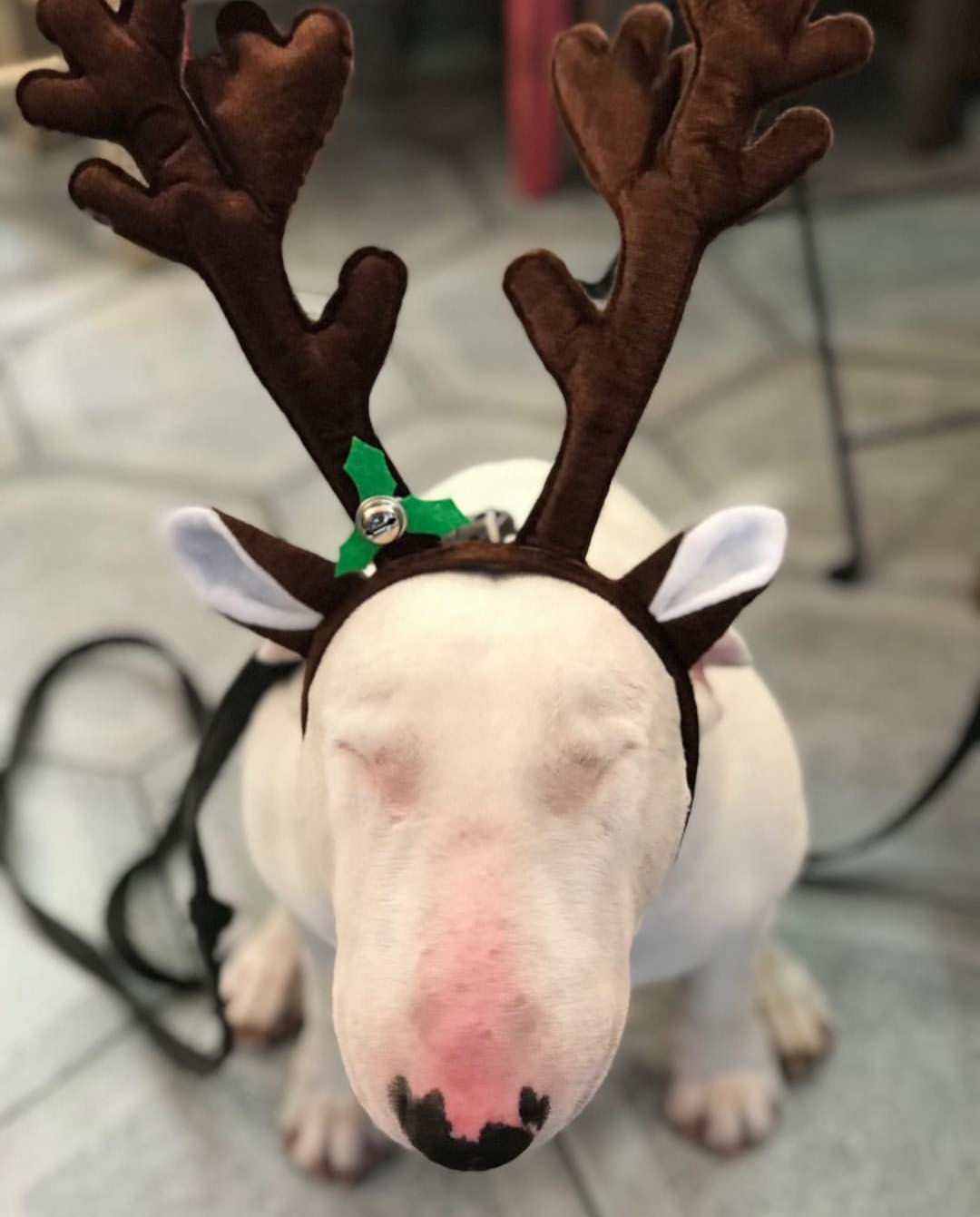 Bull Terrier with its close eyes wearing a reindeer head piece