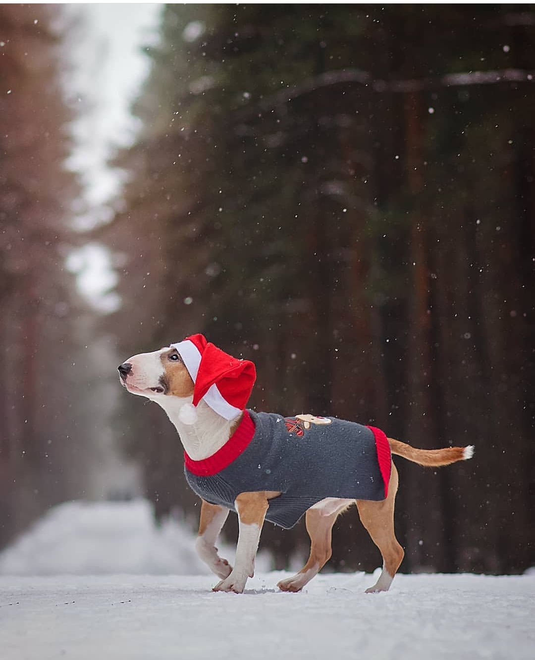 Bull Terrier wearing a santa hat and sweater while walking in snow in the forest