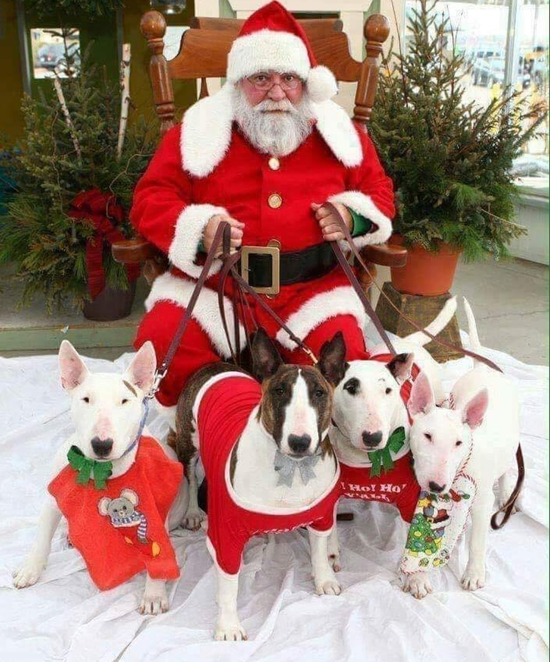 Santa Claus with his four Bull Terriers