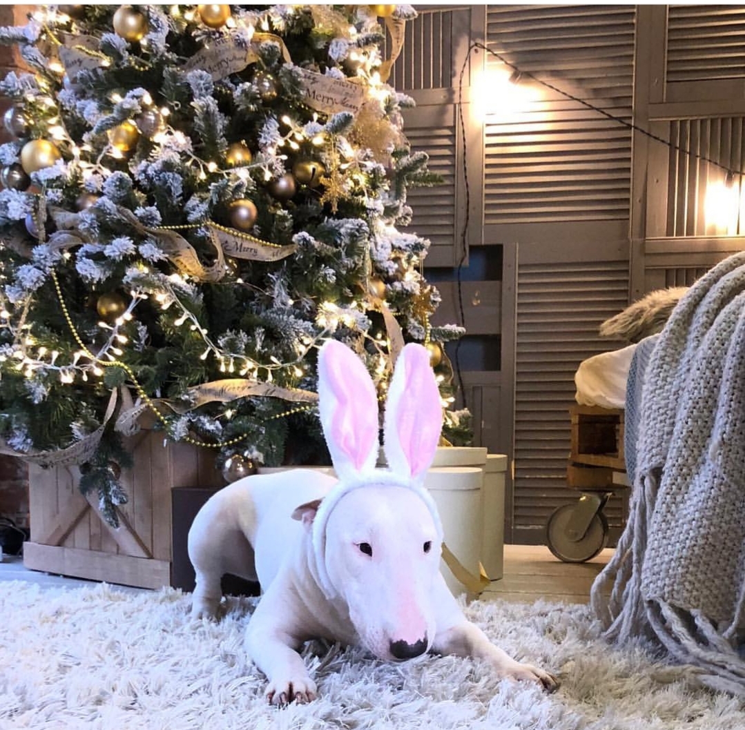 Bull Terrier lying down on the floor wearing a bunny head band under the chrismtas tree